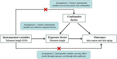 Association Between Telomere Length and Skin Cancer and Aging: A Mendelian Randomization Analysis